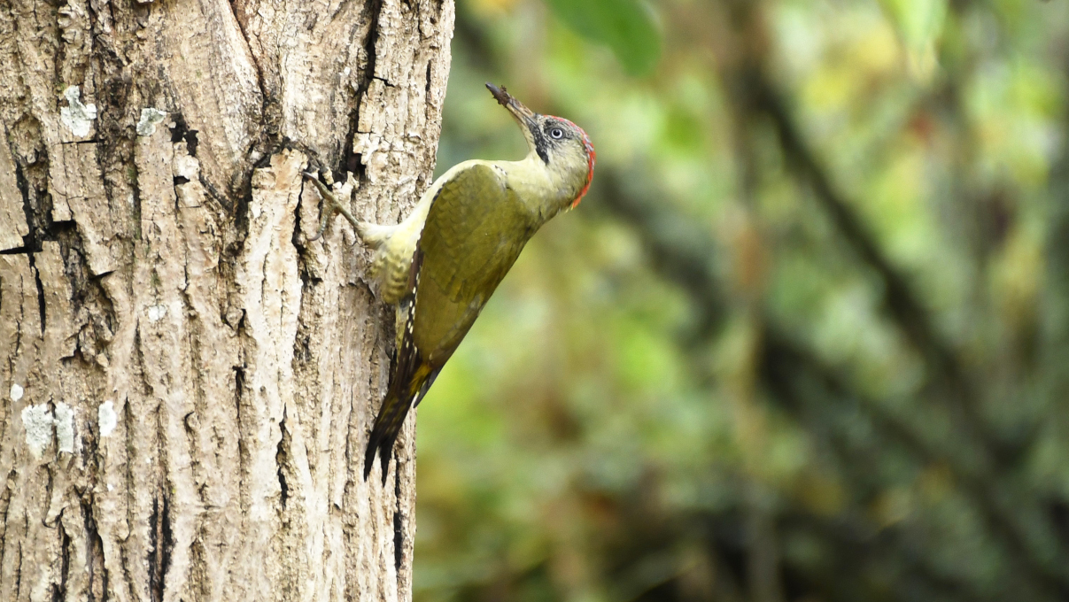 pic vert sur un arbre
